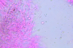 Mycena rubromarginata