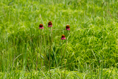 Echinacea