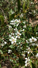 Leptospermum laevigatum