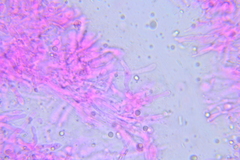 Mycena rubromarginata