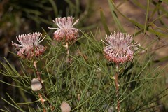 Isopogon divergens