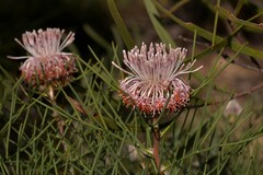 Isopogon divergens