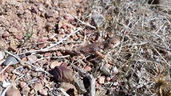 Phrynocephalus versicolor