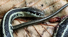Thamnophis ordinoides