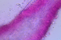 Mycena rubromarginata