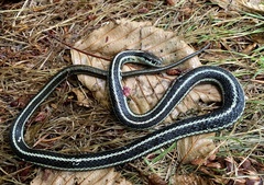 Thamnophis ordinoides
