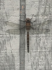 Rhionaeschna californica