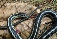 Thamnophis ordinoides