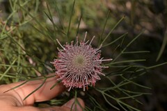 Isopogon divergens