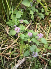 Mentha aquatica