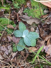 Antennaria plantaginifolia
