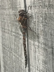 Rhionaeschna californica