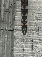 Rhionaeschna californica