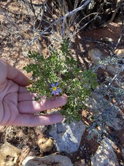 Olearia muelleri