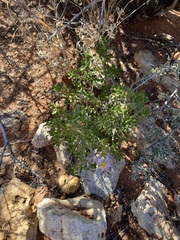 Olearia muelleri