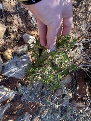 Olearia muelleri