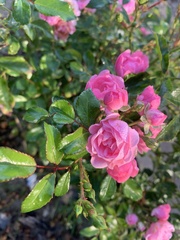 Rosa