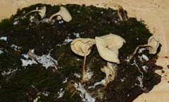 Clitocybe eccentrica