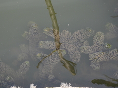 Ceratophyllum