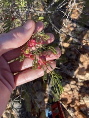 Dodonaea lobulata