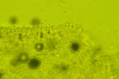 Clitocybe eccentrica