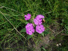 Dianthus