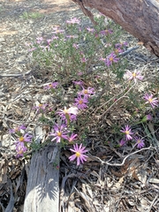Olearia magniflora