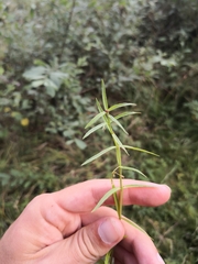 Veronica scutellata