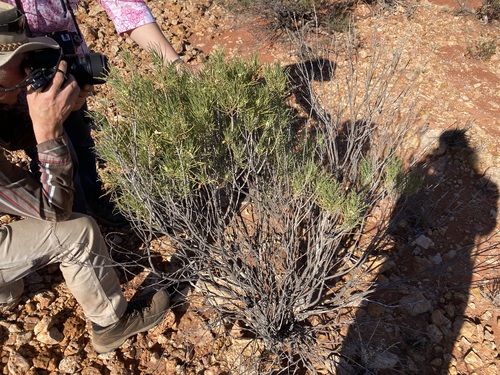 Image of Eremophila oppositifolia by (c) Thomas Mesaglio, some rights reserved (CC BY)