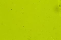 Clitocybe eccentrica