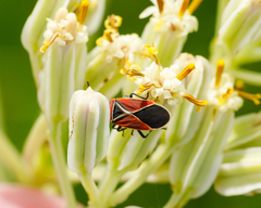 Neacoryphus bicrucis