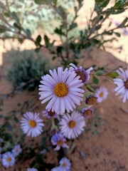 Olearia rudis