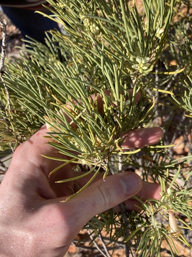 Image of Eremophila oppositifolia by (c) Thomas Mesaglio, some rights reserved (CC BY)