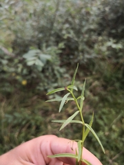 Veronica scutellata