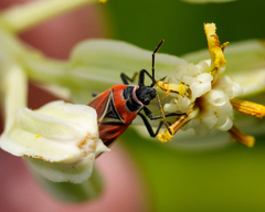 Neacoryphus bicrucis