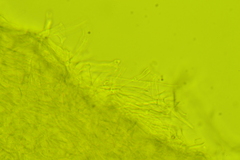 Clitocybe eccentrica