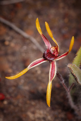 Caladenia arrecta