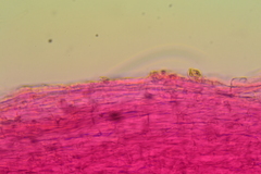 Clitocybe eccentrica