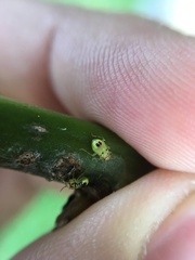 Tropidosteptes chapingoensis