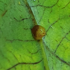 Neuroterus anthracinus