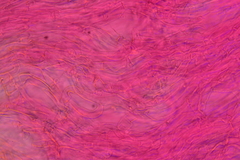 Clitocybe eccentrica