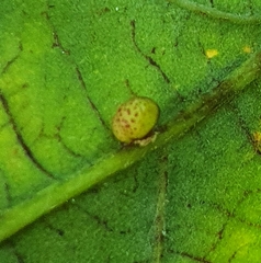 Neuroterus anthracinus