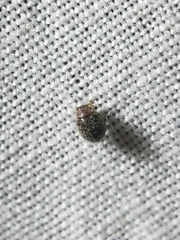 Rhyzobius lophanthae