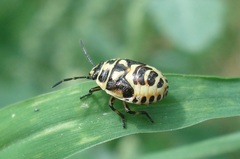 Eurydema ornata