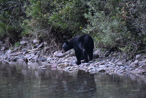 American Black Bear photographed in Montana