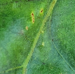 Neuroterus anthracinus