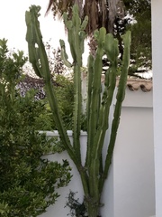 Euphorbia