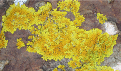Xanthoria