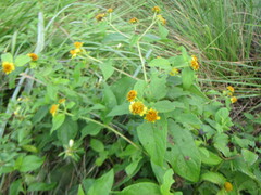 Tilesia baccata