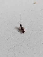 Pseudoxya diminuta